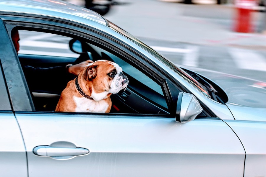 UBER PET l’option Uber pour voyager avec son chien ! • Fun Radio
